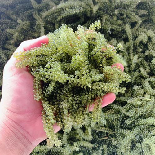 Những lưu ý khi chọn tảo biển